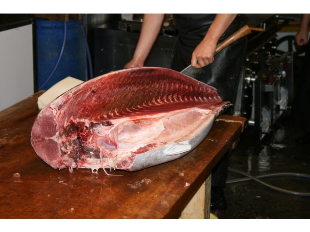 捌かれたマグロの中身