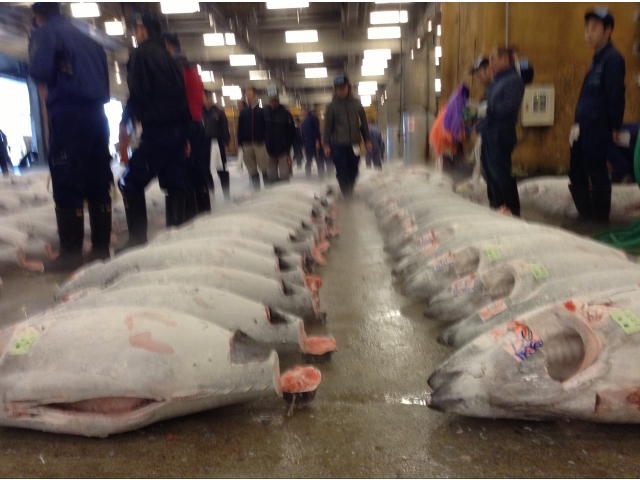 滅多に入れないマグロの競り場