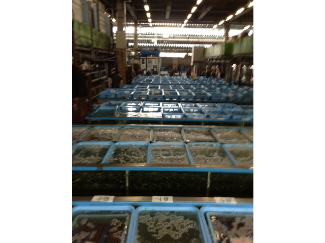 ここ魚場も普段は入れません。