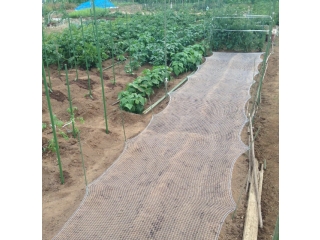 チャ豆作付け