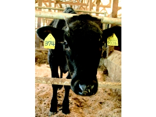 ストレスなく育てられた但馬牛