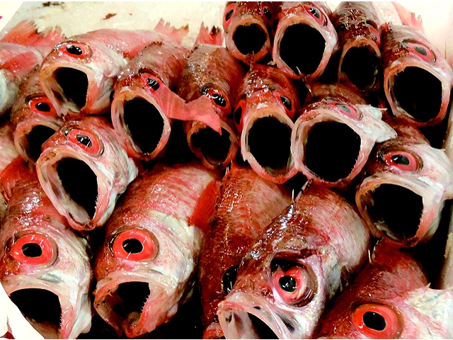 喉が黒いから「ノドグロ」