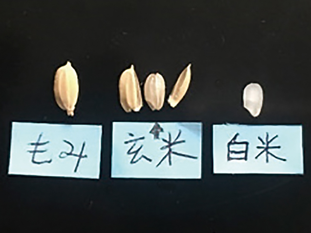 籾（もみ）、玄米、白米